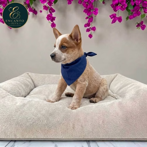 Cachorro BOYERO AUSTRALIANO RED HEELER disponible - Imagen 5