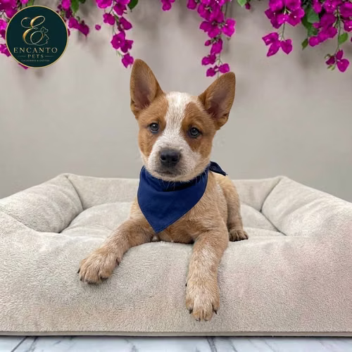 Cachorro BOYERO AUSTRALIANO RED HEELER disponible - Imagen 3