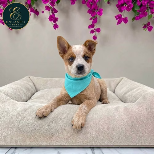 Cachorro BOYERO AUSTRALIANO RED HEELER disponible - Imagen 10