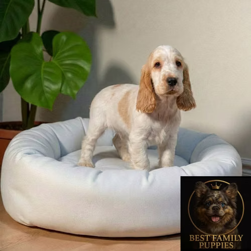 Cachorro COCKER SPANIEL INGLES TRADICIONAL disponible