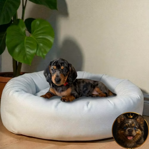 Cachorro Salchicha Miniatura Arlequín Plata / Miniature Dachshund Dapple Silver disponible - Imagen 5