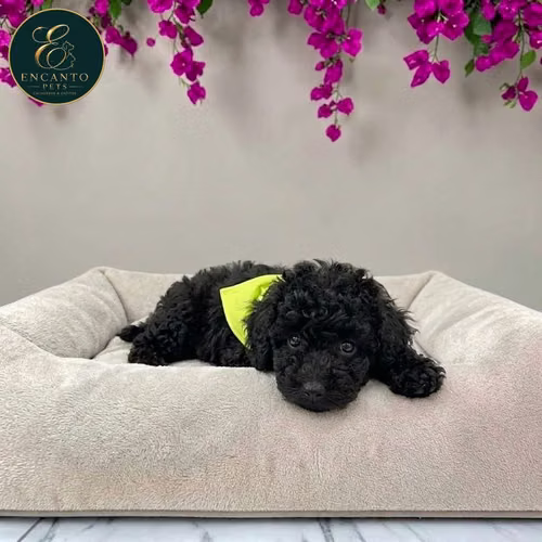 Cachorro FRENCH POODLE TRADICIONAL MINIATURA disponible - Imagen 8