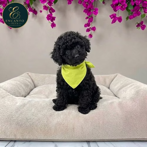 Cachorro FRENCH POODLE TRADICIONAL MINIATURA disponible - Imagen 7