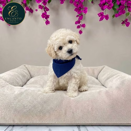 Cachorro FRENCH POODLE TRADICIONAL MINIATURA disponible