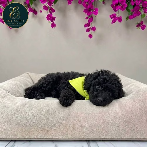 Cachorro FRENCH POODLE TRADICIONAL MINIATURA disponible - Imagen 10