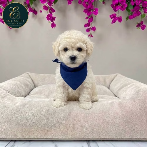 Cachorro FRENCH POODLE TRADICIONAL MINIATURA disponible - Imagen 2