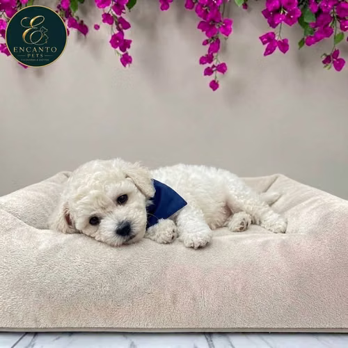 Cachorro FRENCH POODLE TRADICIONAL MINIATURA disponible - Imagen 4