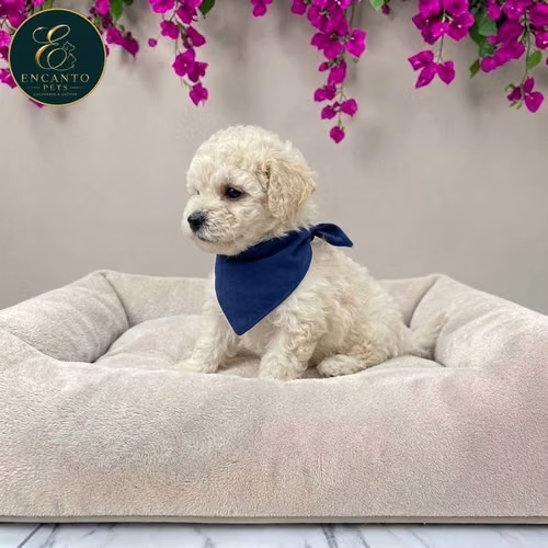 Cachorro FRENCH POODLE TRADICIONAL MINIATURA disponible - Imagen 3