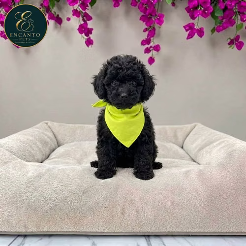 Cachorro FRENCH POODLE TRADICIONAL MINIATURA disponible - Imagen 9