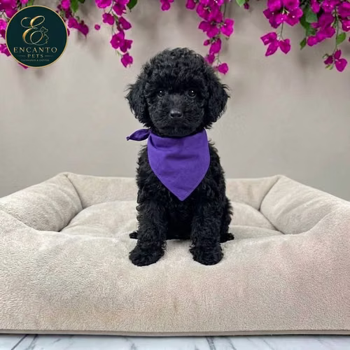 Cachorro FRENCH POODLE TRADICIONAL MINIATURA disponible - Imagen 6