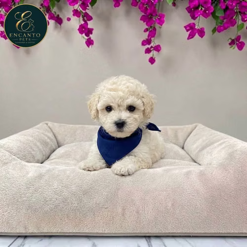 Cachorro FRENCH POODLE TRADICIONAL MINIATURA disponible - Imagen 5