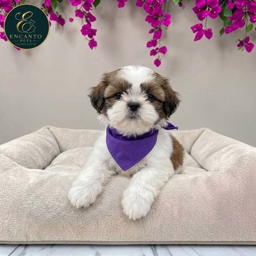 Cachorro SHIH TZU disponible