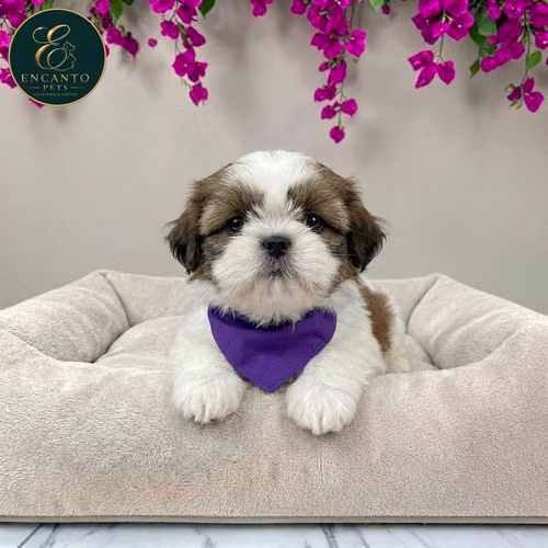 Cachorro SHIH TZU disponible - Imagen 5