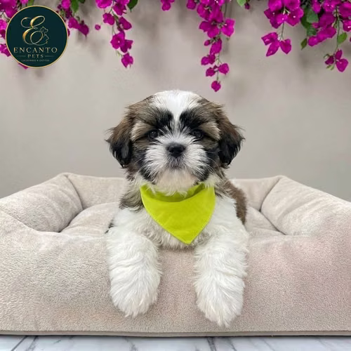 Cachorro SHIH TZU disponible - Imagen 2