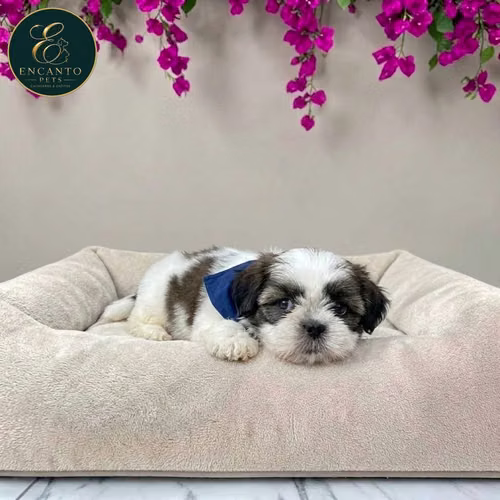 Cachorro SHIH TZU disponible - Imagen 9