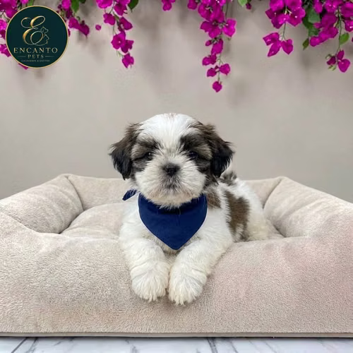 Cachorro SHIH TZU disponible - Imagen 7