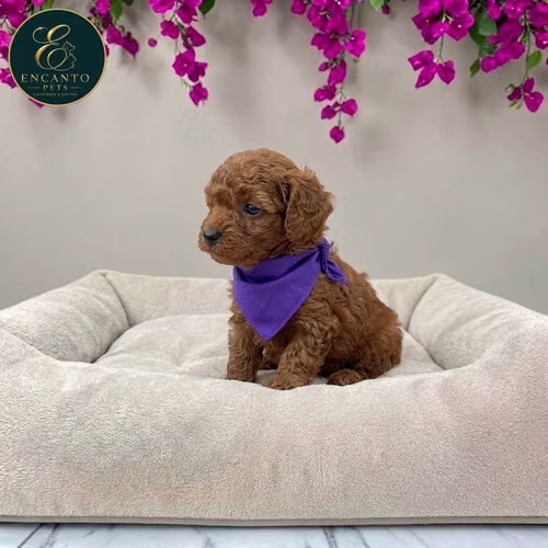 Cachorro FRENCH POODLE RED MINIATURA disponible - Imagen 9
