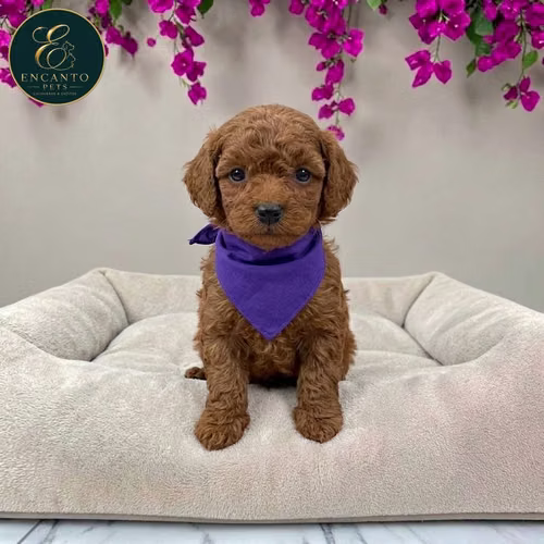 Cachorro FRENCH POODLE RED MINIATURA disponible - Imagen 10