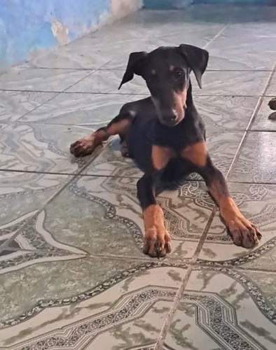 Vendo linda cachorra dobrman va para 3 meses vacuna al dia buena línea  - Imagen 1