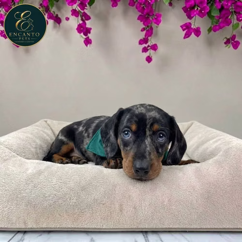 Cachorro Salchicha Miniatura Arlequín Plata / Miniature Dachshund Dapple Silver disponible