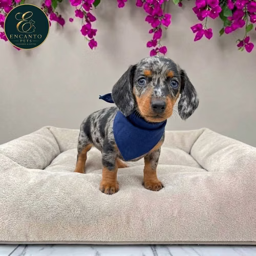 Cachorro Salchicha Miniatura Arlequín Plata / Miniature Dachshund Dapple Silver disponible - Imagen 6