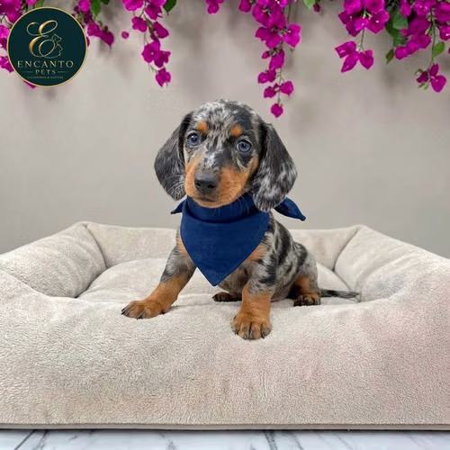 Cachorro Salchicha Miniatura Arlequín Plata / Miniature Dachshund Dapple Silver disponible - Imagen 7