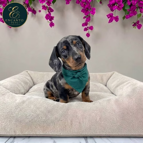 Cachorro Salchicha Miniatura Arlequín Plata / Miniature Dachshund Dapple Silver disponible - Imagen 4