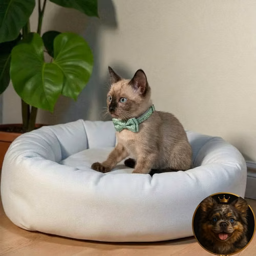 Gatito SIAMES disponible - Imagen 9