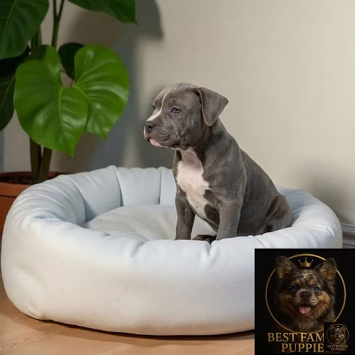Cachorro AMERICAN STAFFORD disponible - Imagen 3