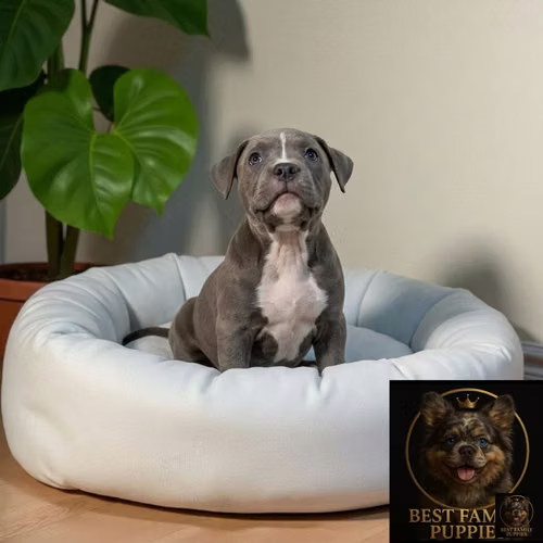 Cachorro AMERICAN STAFFORD disponible - Imagen 4