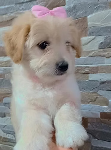 Beautiful bb Pequinés Maltese