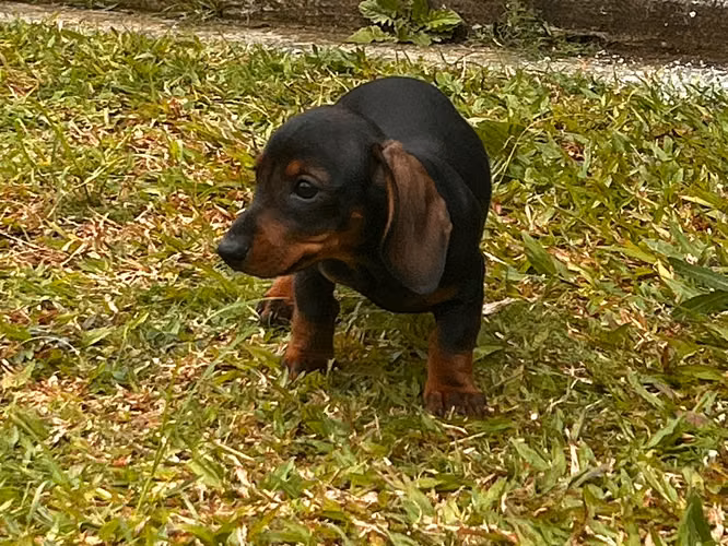 Hermosos salchichas listos para entregar