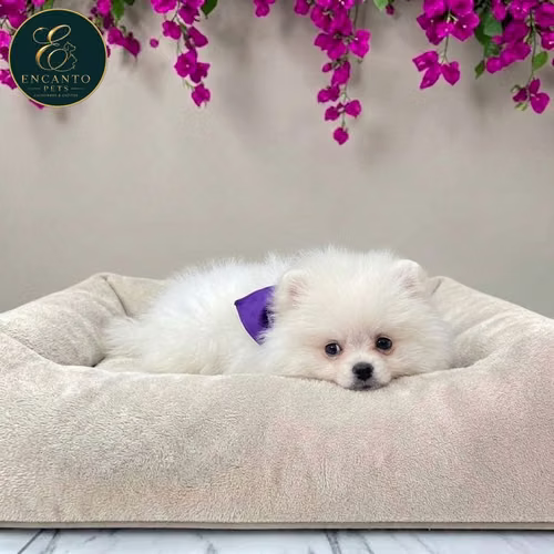 Cachorro POMERANIAN CARA DE OSO disponible - Imagen 8