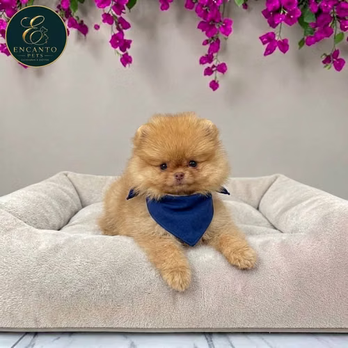 Cachorro POMERANIAN CARA DE OSO disponible