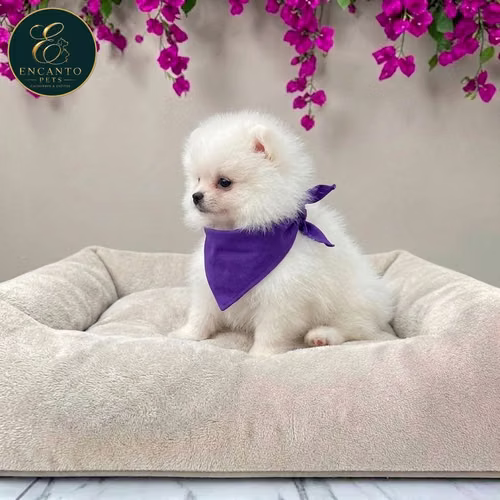 Cachorro POMERANIAN CARA DE OSO disponible - Imagen 10