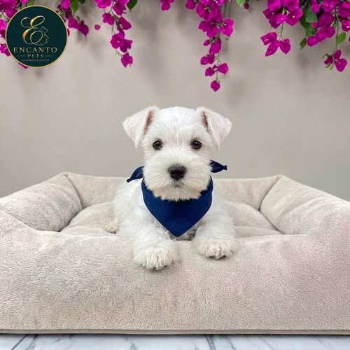 Cachorro Schnauzer Blanco y Black Silver / Miniature Schnauzer White and Black Silver disponible - Imagen 4