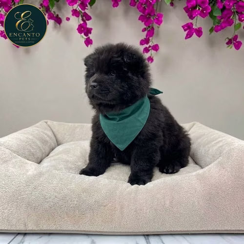 Cachorro CHOW CHOW TRADICIONAL disponible - Imagen 5