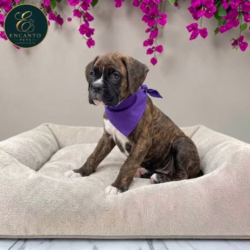 Cachorro BOXER disponible - Imagen 5