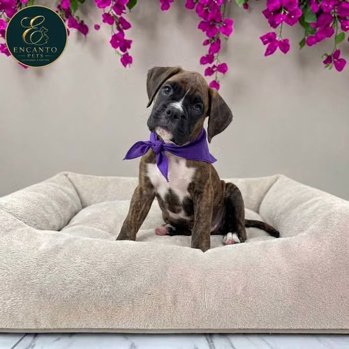 Cachorro BOXER disponible - Imagen 4