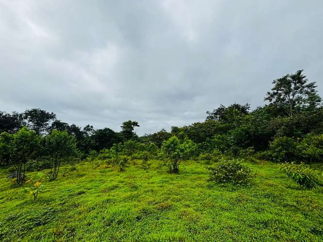 Espectacular Finca Guápiles con ríos tipología regular 55000m2 - Imagen 15