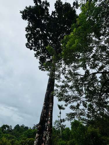 Espectacular Finca Guápiles con ríos tipología regular 55000m2 - Imagen 9