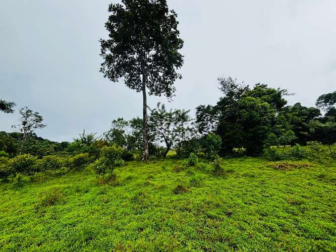 Espectacular Finca Guápiles con ríos tipología regular 55000m2 - Imagen 7
