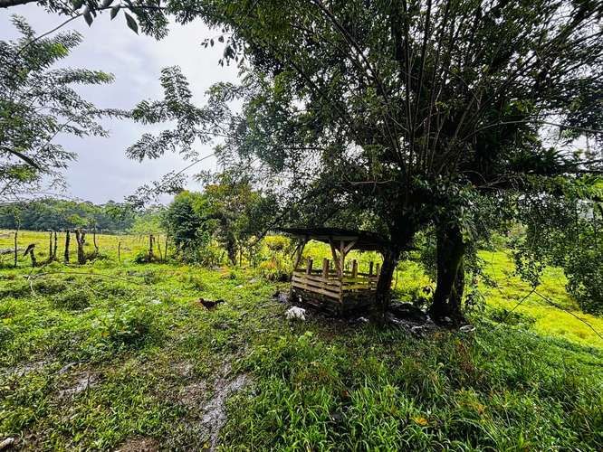Espectacular Finca Guápiles con ríos tipología regular 55000m2 - Imagen 17