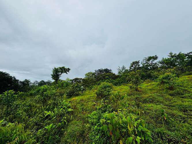 Espectacular Finca Guápiles con ríos tipología regular 55000m2 - Imagen 3