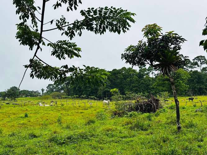 Espectacular Finca Guápiles con ríos tipología regular 55000m2 - Imagen 8