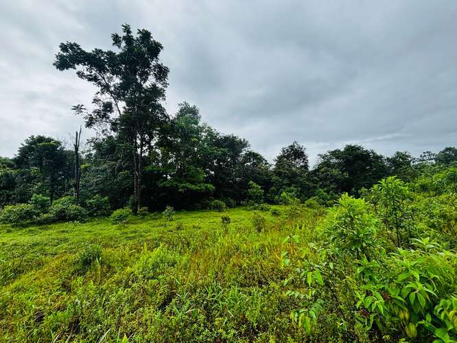 Espectacular Finca Guápiles con ríos tipología regular 55000m2 - Imagen 4