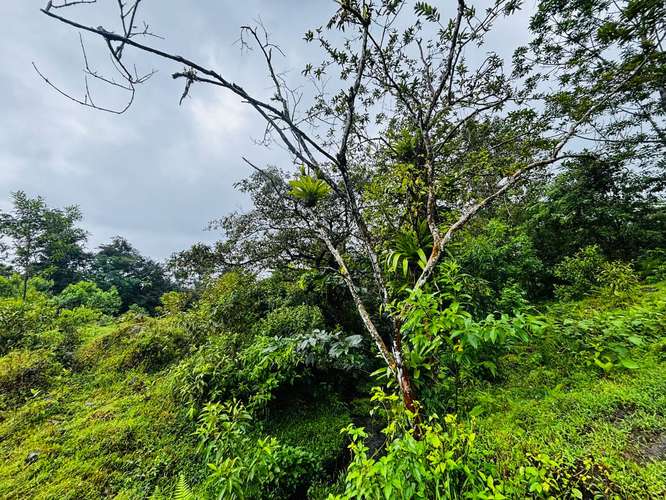 Espectacular Finca Guápiles con ríos tipología regular 55000m2 - Imagen 14