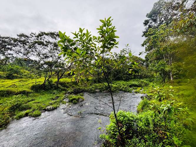 Espectacular Finca Guápiles con ríos tipología regular 55000m2 - Imagen 13