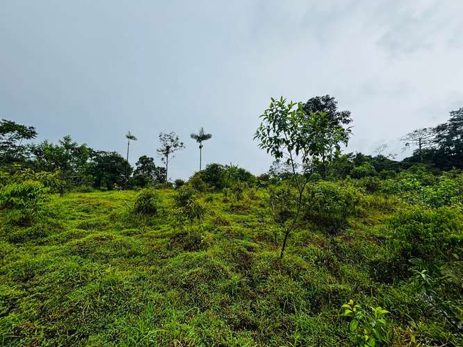 Espectacular Finca Guápiles con ríos tipología regular 55000m2 - Imagen 5