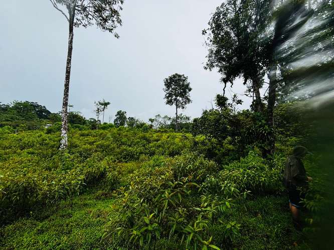 Espectacular Finca Guápiles con ríos tipología regular 55000m2 - Imagen 19